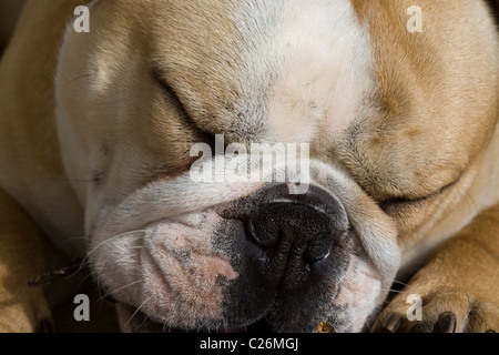 British bulldog sleeping Foto Stock