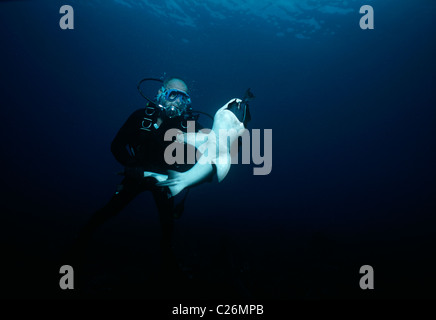 Whitetip Reef Shark (Triaenodon obesus) feed su Surgeonfish. Cocos Island, Costa Rica, Oceano Pacifico Foto Stock