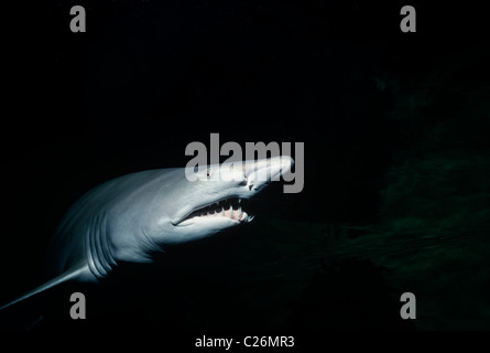 Sabbia Tiger Shark (Eugomphodus taurus). North Carolina, USA. Oceano Atlantico. Foto Stock