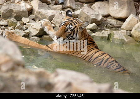 Una tigre del Bengala il raffreddamento in estate in un foro per l'acqua, a Ranthambore. ( Panthera Tigris ) Foto Stock