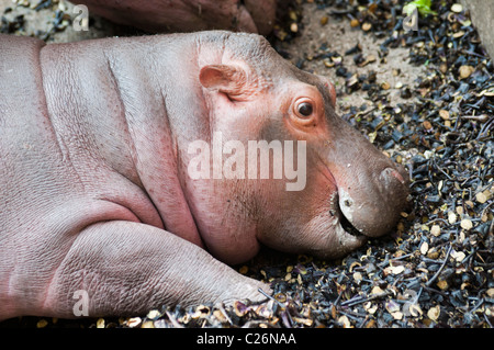 Baby ippopotamo (Hippopotamus amphibius) Foto Stock