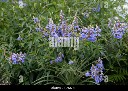 Bog Salvia, Salvia uliginosa, Lippenblütler. Il Brasile, l'Uruguay e Argentina, Sud America. Foto Stock