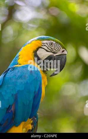 Blu e Giallo Macaw, Guayaquil, Ecuador Foto Stock