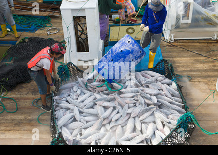 Tonno essendo scaricato dalla barca da pesca, Manta, Ecuador Foto Stock
