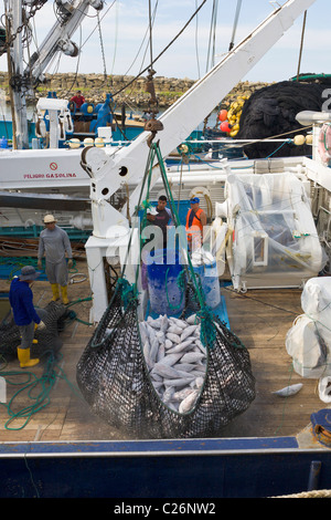 Tonno essendo scaricato dalla barca da pesca, Manta, Ecuador Foto Stock