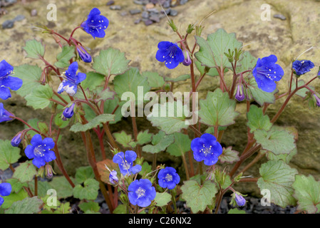 Facelia, Desert Blue Bells, deserto Bluebells, Desertbells, Phacelia campanularia subsp. campanularia, Boraginaceae Foto Stock