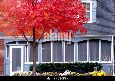 Blu grigio casa in legno con bellissime caduta acero davanti la casa Foto Stock