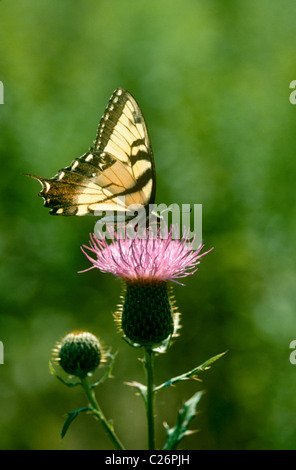 A coda di rondine, a farfalla Papilionidae, su bull thistle fiore nel prato estivo con retroilluminazione del pomeriggio Foto Stock