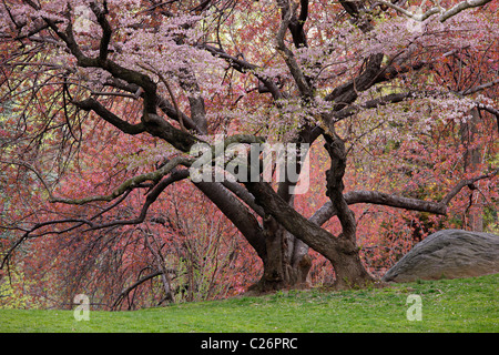 Ciliegio (Prunus sargentii) con freschi fiori rosa in primavera a Central Park di New York. Foto Stock