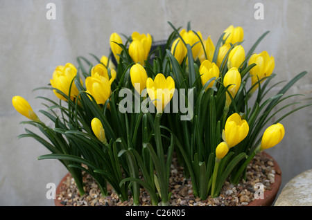 Giallo Autunno Crocus, Sternbergia Lutea, Amaryllidaceae. Aka Autunno Daffodil, cadono Daffodil, giglio di campo, inverno Daffodil. Foto Stock