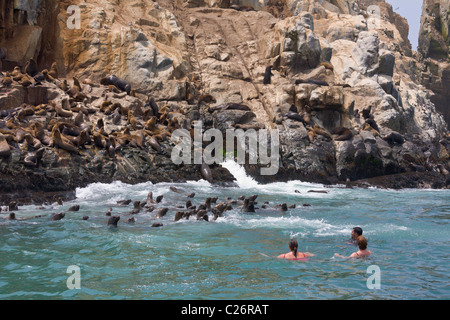 I turisti nuotare con i leoni marini, Isole Palomino, Callao, Lima, Peru Foto Stock