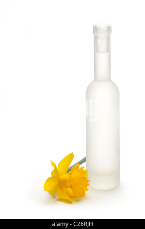 Daffodil fiore nido di seduta di un vetro smerigliato bottiglia Foto Stock