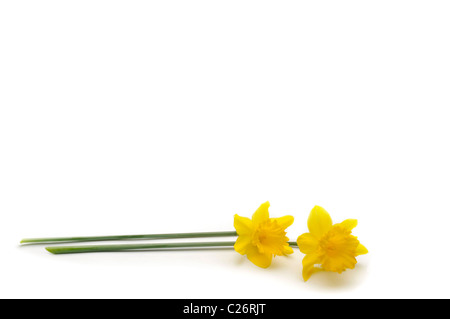 Due narcisi su sfondo bianco recante lateralmente Foto Stock