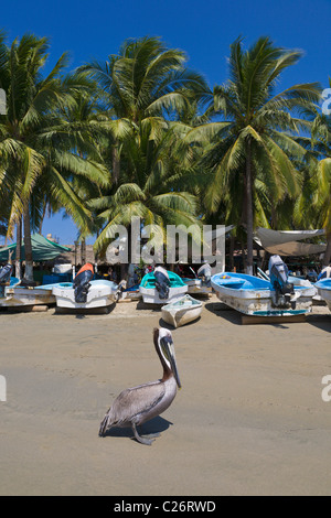 Brown Pelican sulla spiaggia di Zihuatanejo, Guerrero, Messico Foto Stock