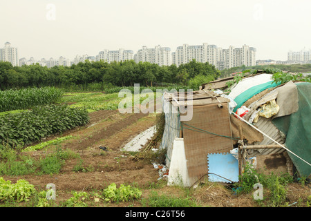Agriturismo Vegatable e campi. Il Pudong, Shanghai, Cina. Gli agricoltori casa di fronte, appartamento edifici di distanza. Foto Stock