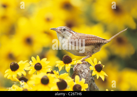 Carolina Wren nel Black Eyed Susan Fiori Foto Stock