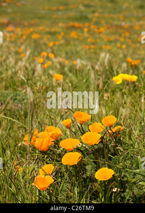 Un campo di papaveri in California - punto stato Buchon riserva marina e la conservazione delle risorse marine Area - California USA Foto Stock