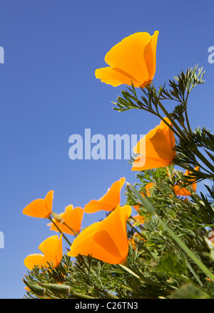 Un campo di papaveri in California - punto stato Buchon riserva marina e la conservazione delle risorse marine Area - California USA Foto Stock