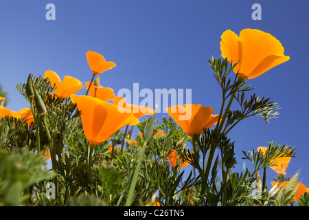 Un campo di papaveri in California - punto stato Buchon riserva marina e la conservazione delle risorse marine Area - California USA Foto Stock