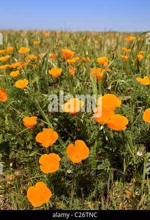 Un campo di papaveri in California - punto stato Buchon riserva marina e la conservazione delle risorse marine Area - California USA Foto Stock