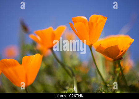 Un campo di papaveri in California - punto stato Buchon riserva marina e la conservazione delle risorse marine Area - California USA Foto Stock