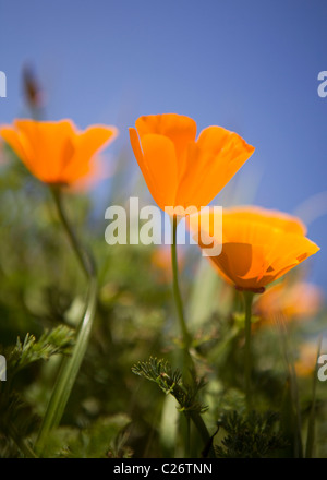 Un campo di papaveri in California - punto stato Buchon riserva marina e la conservazione delle risorse marine Area - California USA Foto Stock