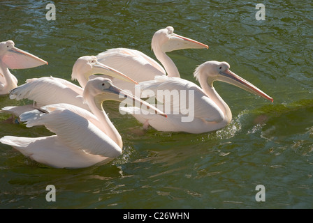 Gruppo di grande pellicani bianchi, Pelecanus onocrotalus, in acqua Foto Stock