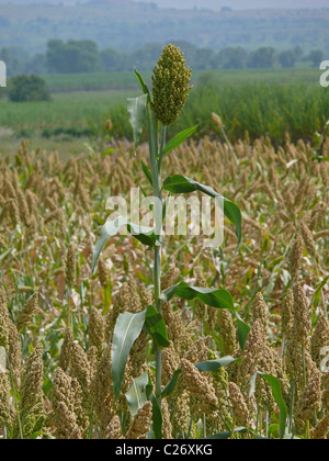 Campo di Sorghum bicolor, Jawar, Maharashtra, India Foto Stock