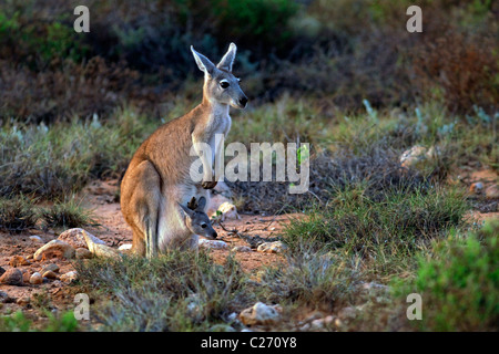 Canguro con Joey nella sacca, Cape Range National Park, Exmouth Australia Occidentale Foto Stock