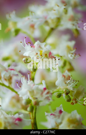 Close-up/ macro immagine della delicata Unione ippocastano bianco fiori di primavera, anche noto come Aesculus hippocastaneum Foto Stock