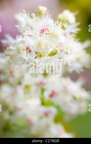 Close-up/ macro immagine della delicata Unione ippocastano bianco fiori di primavera, anche noto come Aesculus hippocastaneum Foto Stock