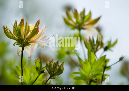 Azalea Rhododendron Luteum - Giallo Azalea o Caprifoglio Azalea Foto Stock