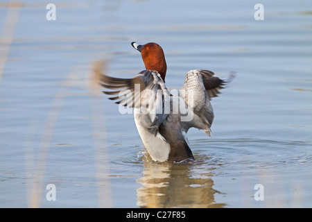 Pochard Aythya ferina maschio ali di stiro su acqua Foto Stock