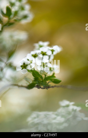 Spiraea - 'Arguta' Ghirlanda nuziale, Spiraea Foto Stock