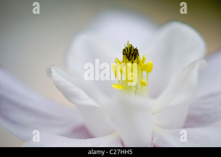 Singola bianco Aquilegia vulgaris flower - aquilegia alpina Foto Stock