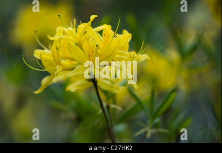 Azalea Rhododendron Luteum - Giallo Azalea o Caprifoglio Azalea Foto Stock