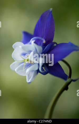 Close-up immagine della splendida fioritura di primavera, Aquilegia blu fiore noto anche come il columbine o nonna cofano. Foto Stock