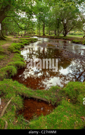 Bellissima foresta verde lussureggiante scena con stream attraverso il centro con il suggerimento di colori autunnali a New Forest, Inghilterra Foto Stock