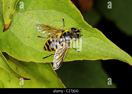 Myathrope florea hoverfly Foto Stock