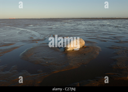 Guarnizione grigio (Halichoerus grypus), UK. Morti Bianche pup rivestita con il sentiero di lasciare la mucca. Foto Stock