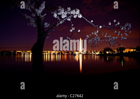 Washington DC di notte con dei ciliegi in fiore e il Monumento a Washington in background Foto Stock