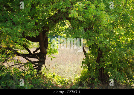 Porta alla fairy land. Strano albero curvo Foto Stock