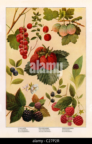 Un vintage Illustrazione a colori di acini dal droghiere enciclopedia, c. 1911. Foto Stock