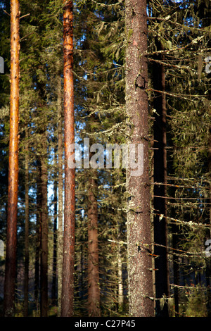 Tronchi di abete rosso umido (picea abies) e pino (pinus sylvestris) nella foresta di taiga , Finlandia Foto Stock