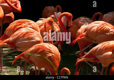 Fenicotteri rosa, il Jurong Bird Park, Singapore Foto Stock