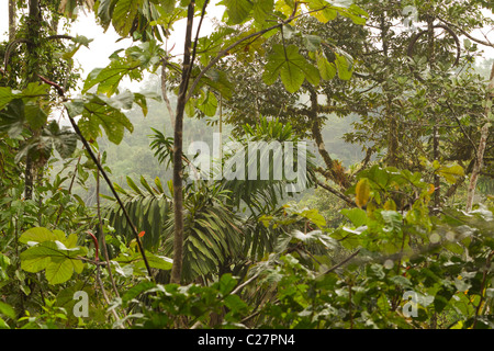 La fitta vegetazione ecuadoriana nel bacino del Rio delle Amazzoni Foto Stock