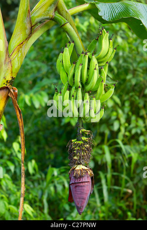 Vista ravvicinata di una pianta di banane che mostra un grande gruppo di banane verdi accresciute appese al gambo. Sotto le banane si trova il fiore di banana viola (infiorescenza), con resti essiccati Foto Stock