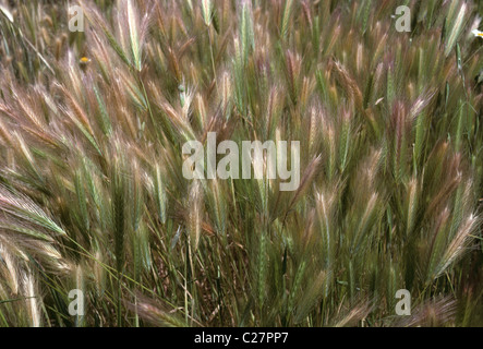 Parete di orzo (Hordeum murinum) erba in orecchio, Spagna Foto Stock