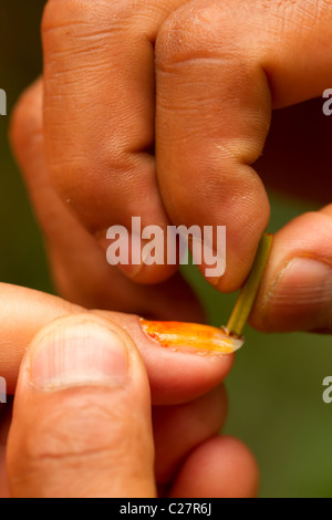 Uno scatto ravvicinato mostra un paio di mani che estraggono con attenzione una resina viscosa arancione brillante da un piccolo stelo vegetale verde. La resina viene estratta dall'estremità tagliata dello stelo ed è visibilmente rivestita Foto Stock
