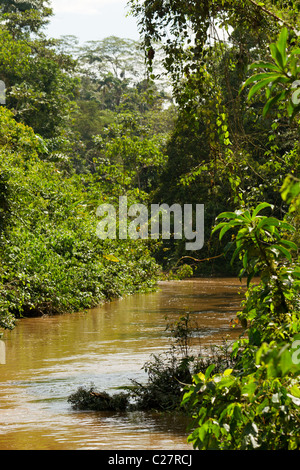 La fitta vegetazione ecuadoriana nel bacino del Rio delle Amazzoni Foto Stock